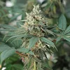 Close-up of Fat Banana Strain buds, with vibrant green hues and a fruity essence.