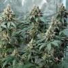 Cluster of Fat Banana Strain plants thriving indoors, displaying lush foliage and potent buds.