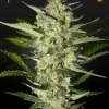 Flower bomb Kush strain with dense buds displaying a rich green color, orange hairs, and white trichomes.