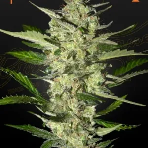 Flowerbomb Kush strain with dense buds displaying a rich green color, orange hairs, and white trichomes.