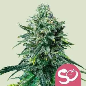 Forbidden Fruit Strain displaying dense, frosty buds with vibrant green and subtle purple tones, packed with trichomes.