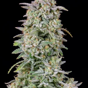 Dense Forbidden Runtz Auto bud covered in frosty trichomes with hints of green and purple under a black background.