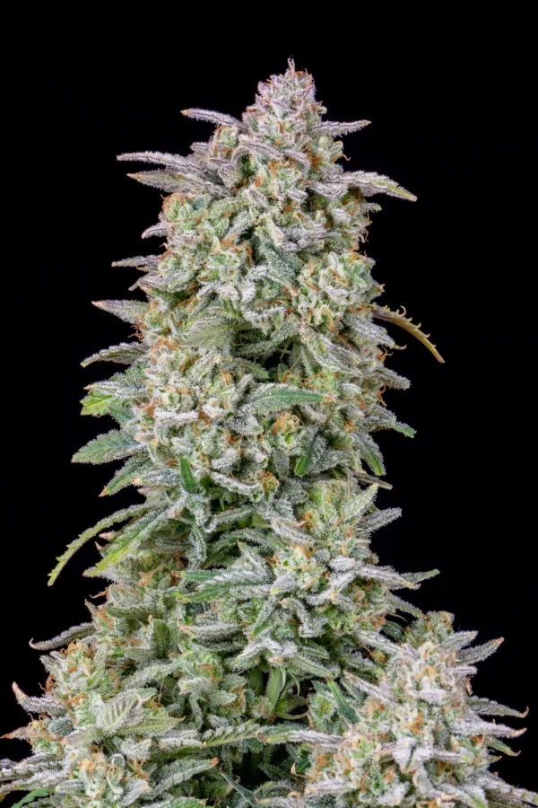 Dense Forbidden Runtz Auto bud covered in frosty trichomes with hints of green and purple under a black background.