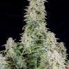 Forbidden Runtz Auto plant with tightly packed buds and green foliage, coated in trichomes.