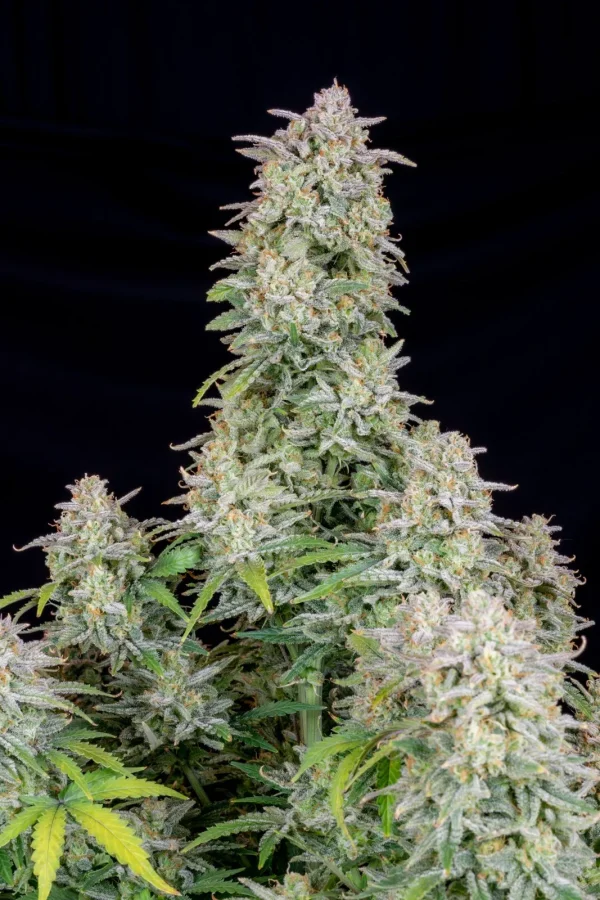 Forbidden Runtz Auto plant with tightly packed buds and green foliage, coated in trichomes.