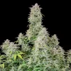 Lush Forbidden Runtz Auto plant with dense buds, green leaves, and visible trichomes.