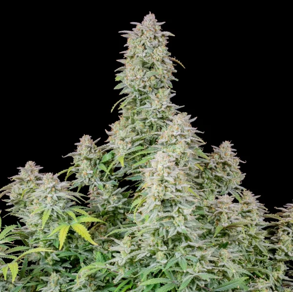 Lush Forbidden Runtz Auto plant with dense buds, green leaves, and visible trichomes.