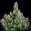 Close-up of Forbidden Runtz Auto buds showing deep green leaves and rich trichome coating.