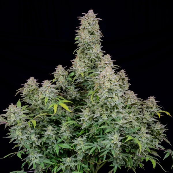 Close-up of Forbidden Runtz Auto buds showing deep green leaves and rich trichome coating.