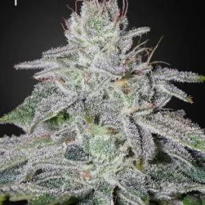 Franco's Lemon Cheese strain, showcasing bright green buds, covered in frosty crystals and subtle yellow hues.