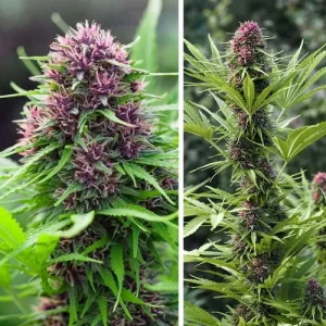 Large cannabis plant with multiple dense buds and lush foliage, highlighting the outdoor resilience of Frisian Dew strain