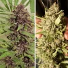 Close-up of purple-tinged cannabis bud with green leaves, capturing the unique coloration and resinous quality of Frisian Dew