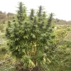 Outdoor cannabis plant with tall, dense buds and vibrant green leaves, showcasing the robust growth of Frisian Dew strain