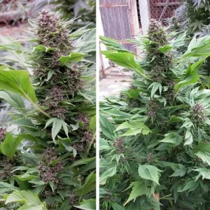 Large cannabis plant with distinctive leaves and resin-coated buds, showcasing the camouflaged appearance of Frisian Duck strain