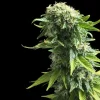 Fruit Spirit Strain plant under controlled indoor lighting, showing lush, resin-coated buds.