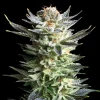 Detailed view of the Fruit Spirit Strain flower with frosty trichomes and healthy leaves.