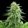 Multiple Fruit Spirit Strain plants in bloom, displaying a rich coating of trichomes and robust growth.