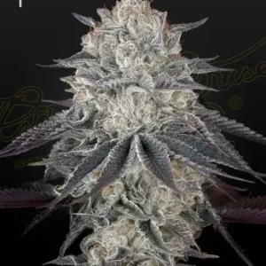 Fullgas! strain plant with glistening trichomes covering its compact, green buds with a powerful aroma.