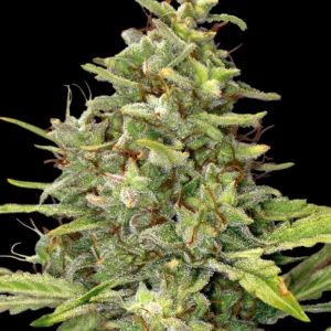 Dense G13 Haze Strain bud with vibrant trichomes and orange pistils showcasing its robust structure