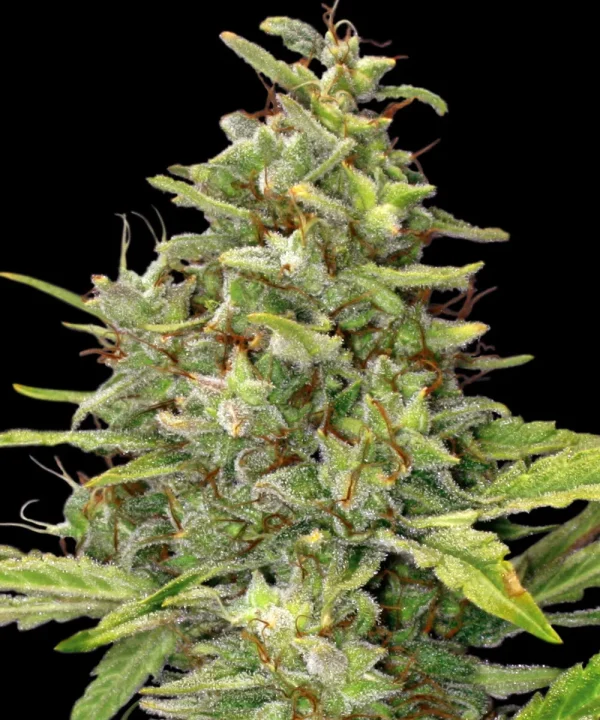 Dense G13 Haze Strain bud with vibrant trichomes and orange pistils showcasing its robust structure