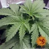 Close-up of G13 Haze strain with big leaves