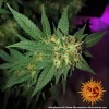 G13 Haze strain with dense buds and resinous trichomes.