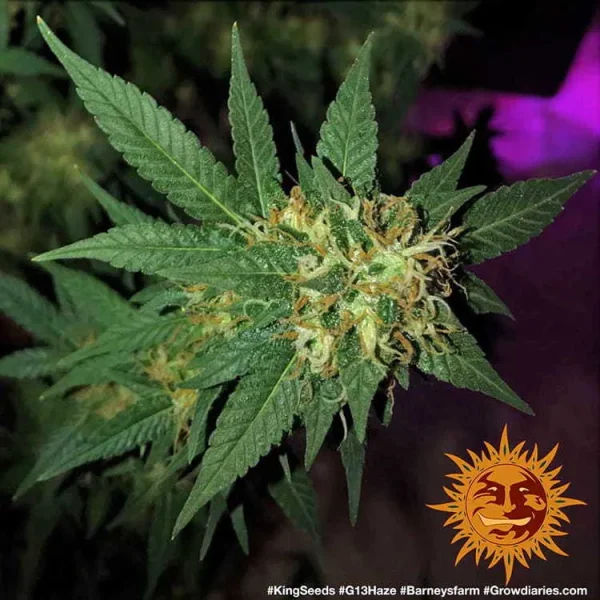 G13 Haze strain with dense buds and resinous trichomes.