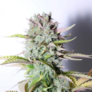 G14 Auto bud with dense, crystal-covered flowers and green leaves, highlighted under a soft light