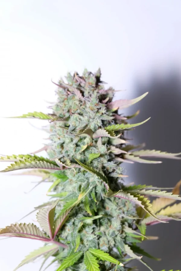 G14 Auto bud with dense, crystal-covered flowers and green leaves, highlighted under a soft light