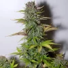 Close-up of G14 Auto bud with frosty trichomes and light green leaves against a white background