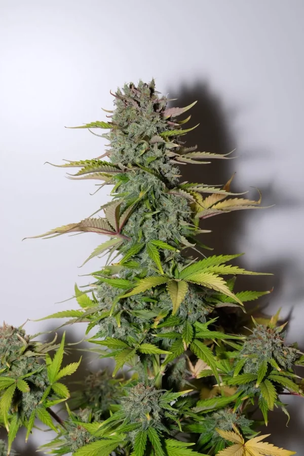 Close-up of G14 Auto bud with frosty trichomes and light green leaves against a white background