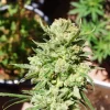 G14 Auto plant with vibrant green buds and sparkling trichomes, surrounded by foliage under natural sunlight.