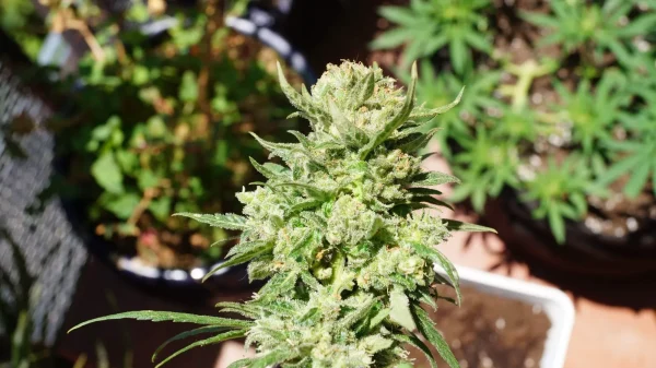 G14 Auto plant with vibrant green buds and sparkling trichomes, surrounded by foliage under natural sunlight.