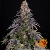 Mature Girl Scout Cookies strain showcasing orange pistils, resinous buds, and a distinctive color palette.