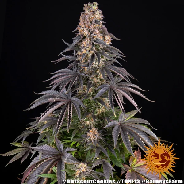 Mature Girl Scout Cookies strain showcasing orange pistils, resinous buds, and a distinctive color palette.