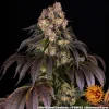 Girl Scout Cookies strain in full bloom with compact buds and an even coating of frosty trichomes.