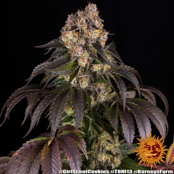 Girl Scout Cookies strain in full bloom with compact buds and an even coating of frosty trichomes.