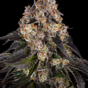 Girl Scout Cookies strain plant with vibrant green and purple buds, covered in rich trichomes.