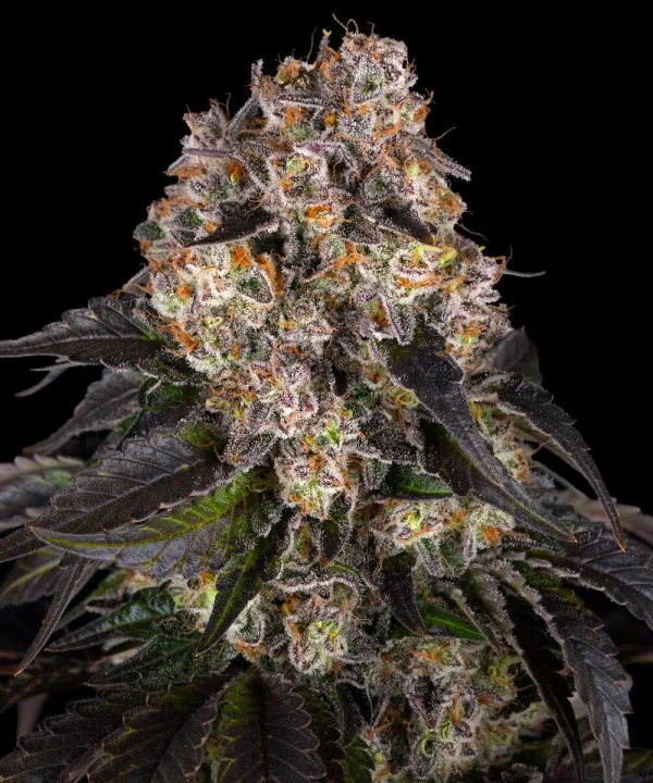 Girl Scout Cookies strain plant with vibrant green and purple buds, covered in rich trichomes.