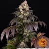 Close-up of Girl Scout Cookies strain showing its dense buds, orange pistils, and a thick trichome layer.