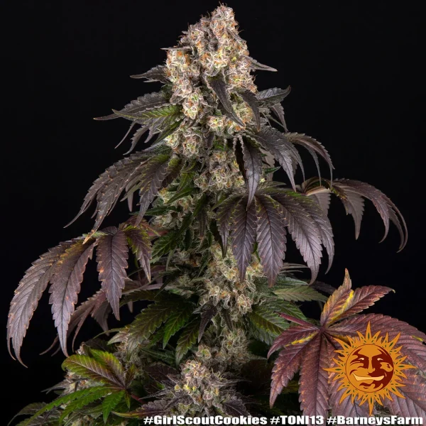 Close-up of Girl Scout Cookies strain showing its dense buds, orange pistils, and a thick trichome layer.