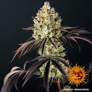 Glookies strain bud featuring a mix of green hues, bright orange pistils, and a generous trichome coating.