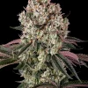 Flowering Glookies strain plant displaying dense resin-covered buds and broad, healthy leaves.