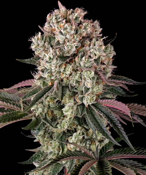 Flowering Glookies strain plant displaying dense resin-covered buds and broad, healthy leaves.