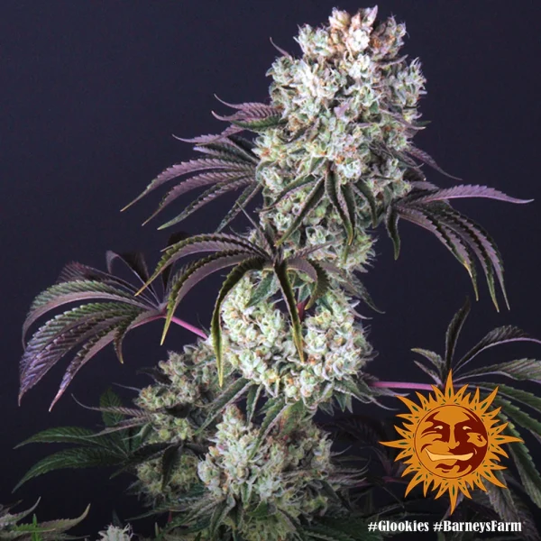 Close-up of Glookies strain bud with frosty trichomes and rich green leaves.