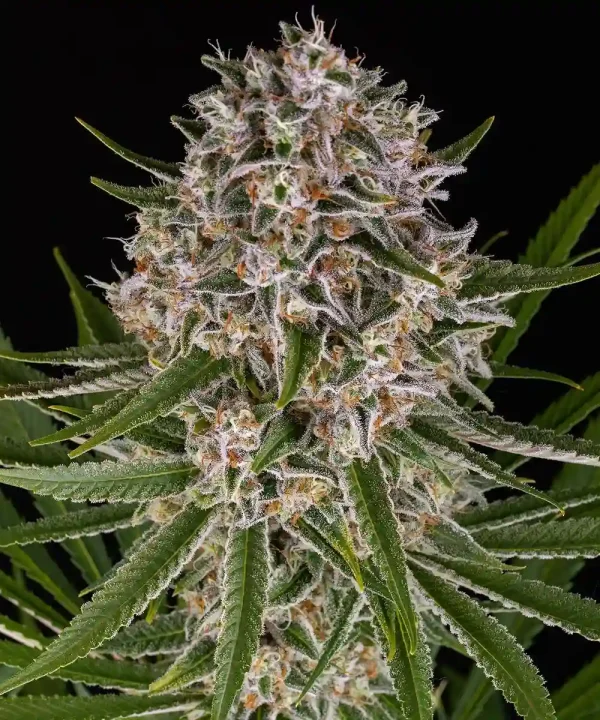 Close-up of a dense, resin-covered GMO Auto bud showcasing vibrant trichomes and rich orange pistils under optimal lighting.