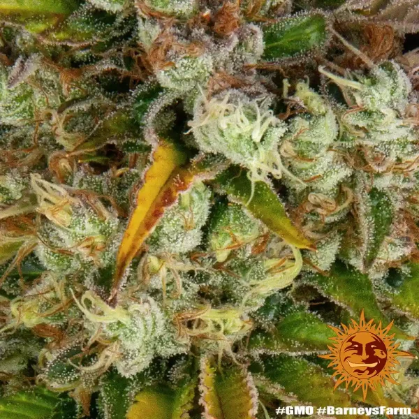 GMO Auto plant in a flowering stage, displaying a unique structure with bright green buds contrasted by deep yellow and green leaves.