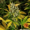 A fully grown GMO Auto cannabis plant with thick buds and a frosty coating, standing out against its lush green and yellow foliage.