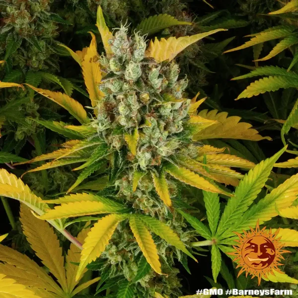 A fully grown GMO Auto cannabis plant with thick buds and a frosty coating, standing out against its lush green and yellow foliage.