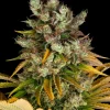 Detailed shot of a GMO Auto cola, emphasizing its heavy trichome coverage and vibrant color contrasts between the green and orange tones.